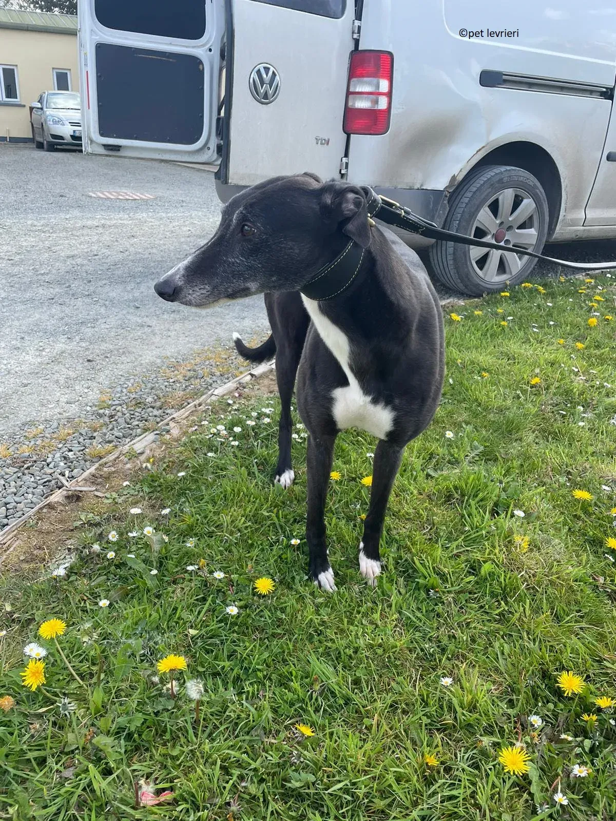 Lizzie adozione levriero greyhound11