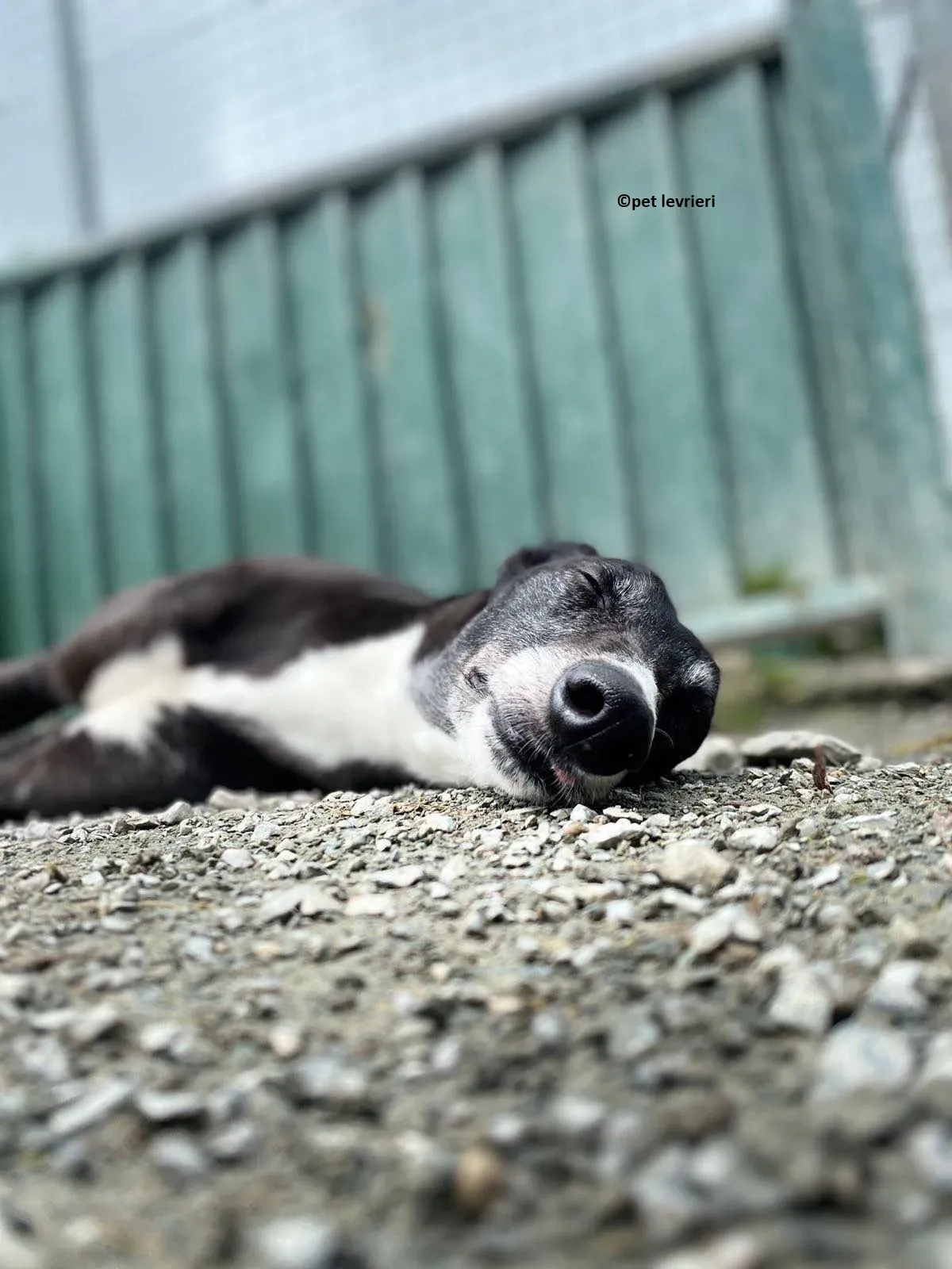 Lizzie adozione levriero greyhound12 1