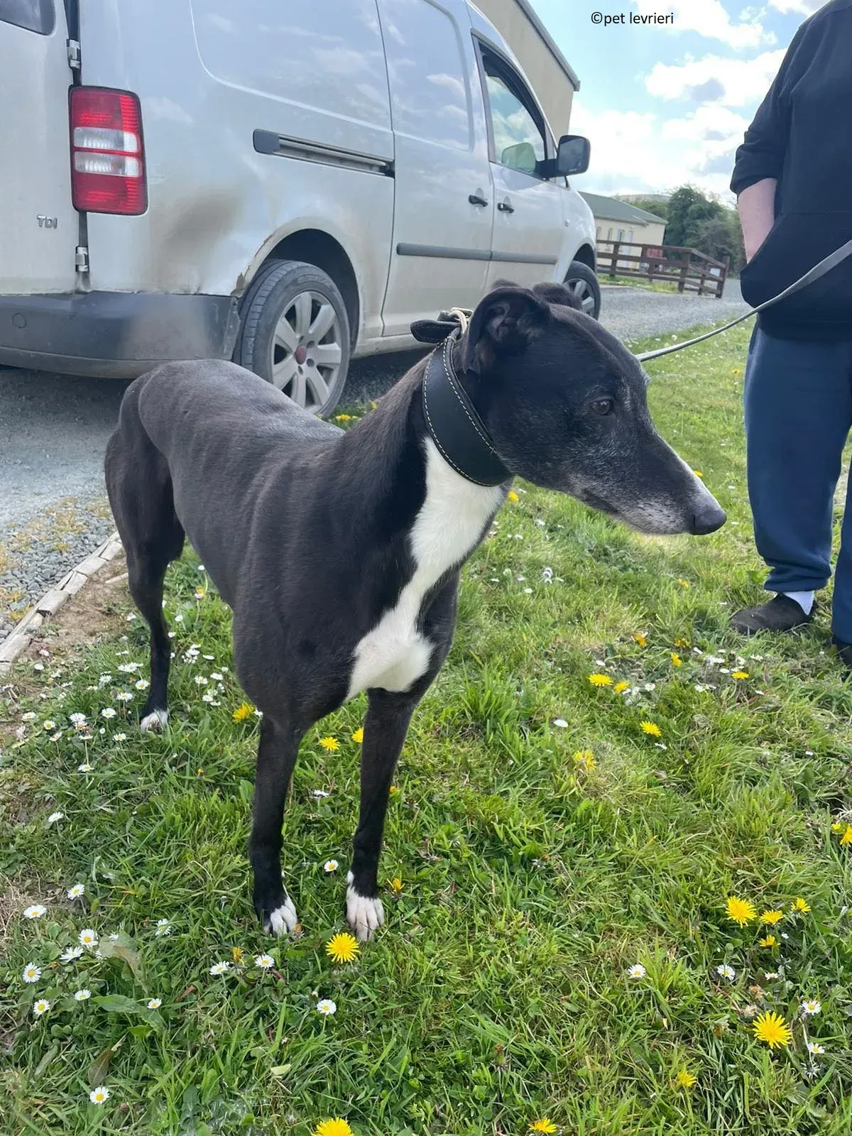 Lizzie adozione levriero greyhound12