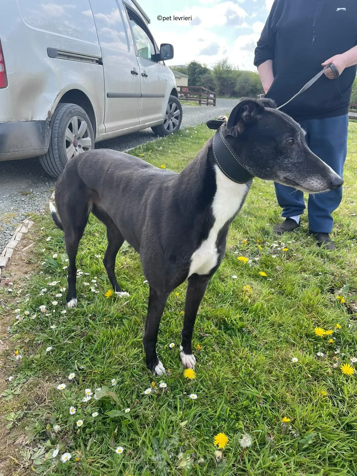 Lizzie adozione levriero greyhound13