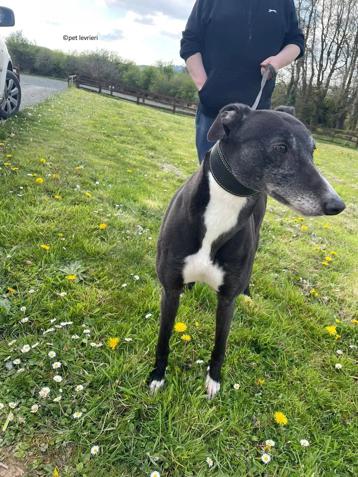 Lizzie adozione levriero greyhound14