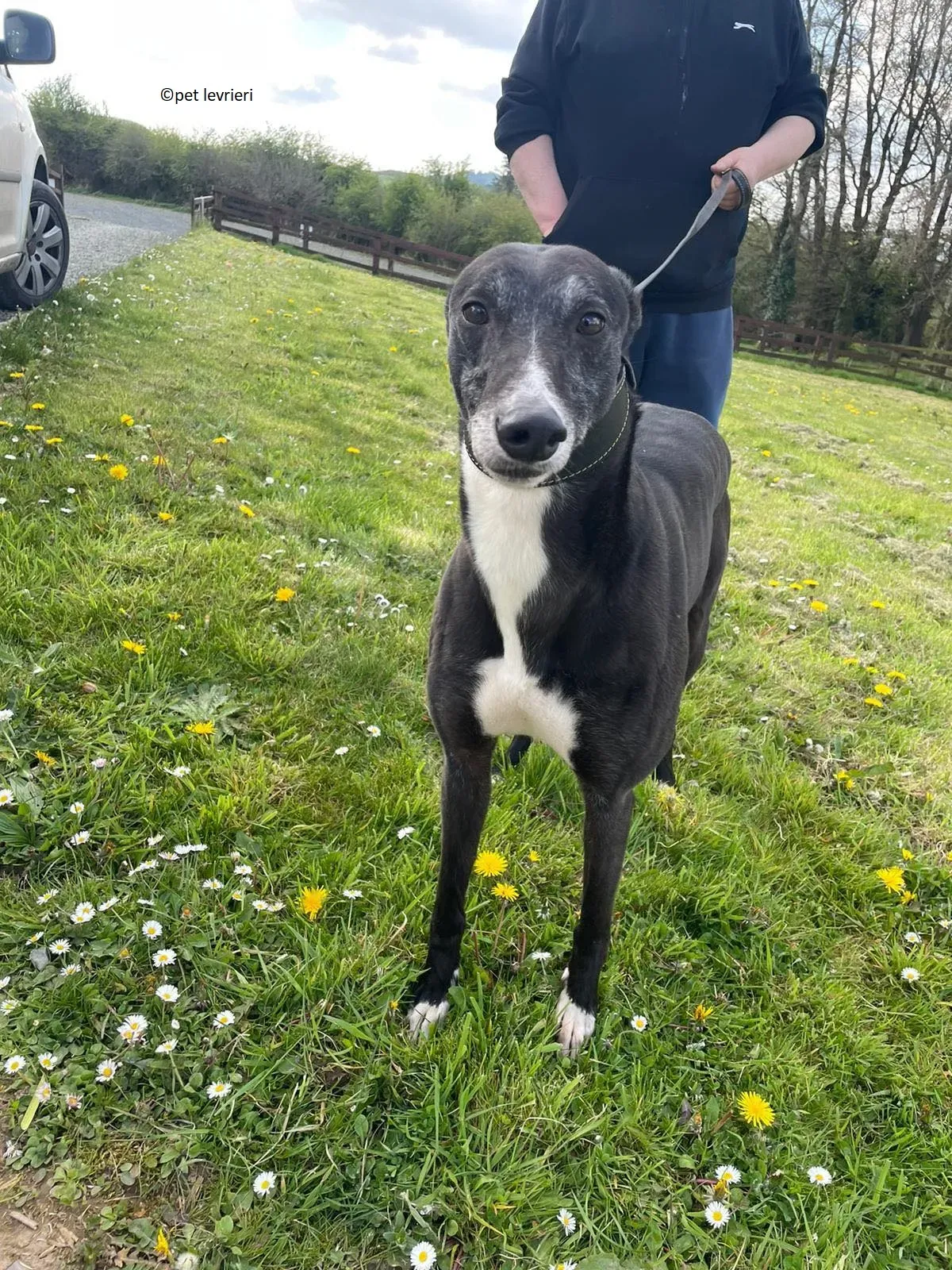 Lizzie adozione levriero greyhound15