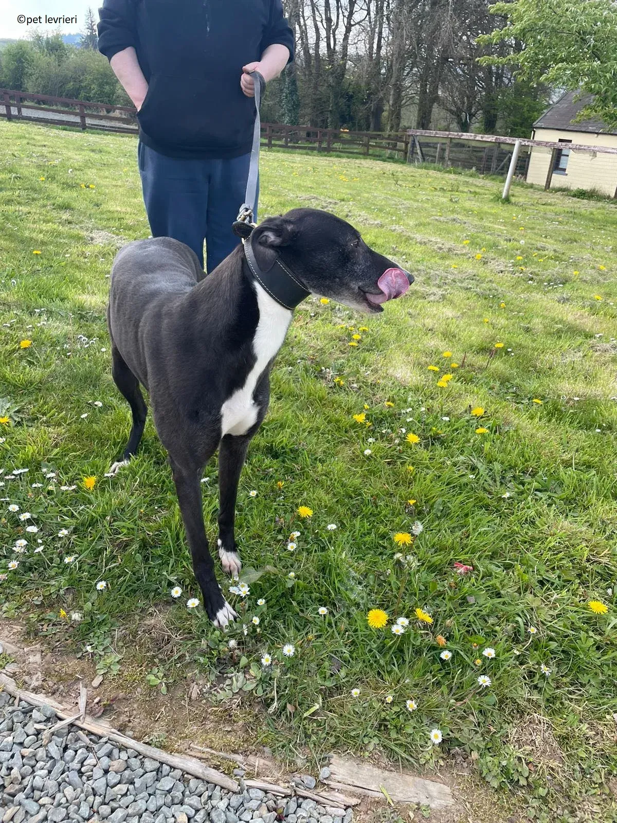 Lizzie adozione levriero greyhound16