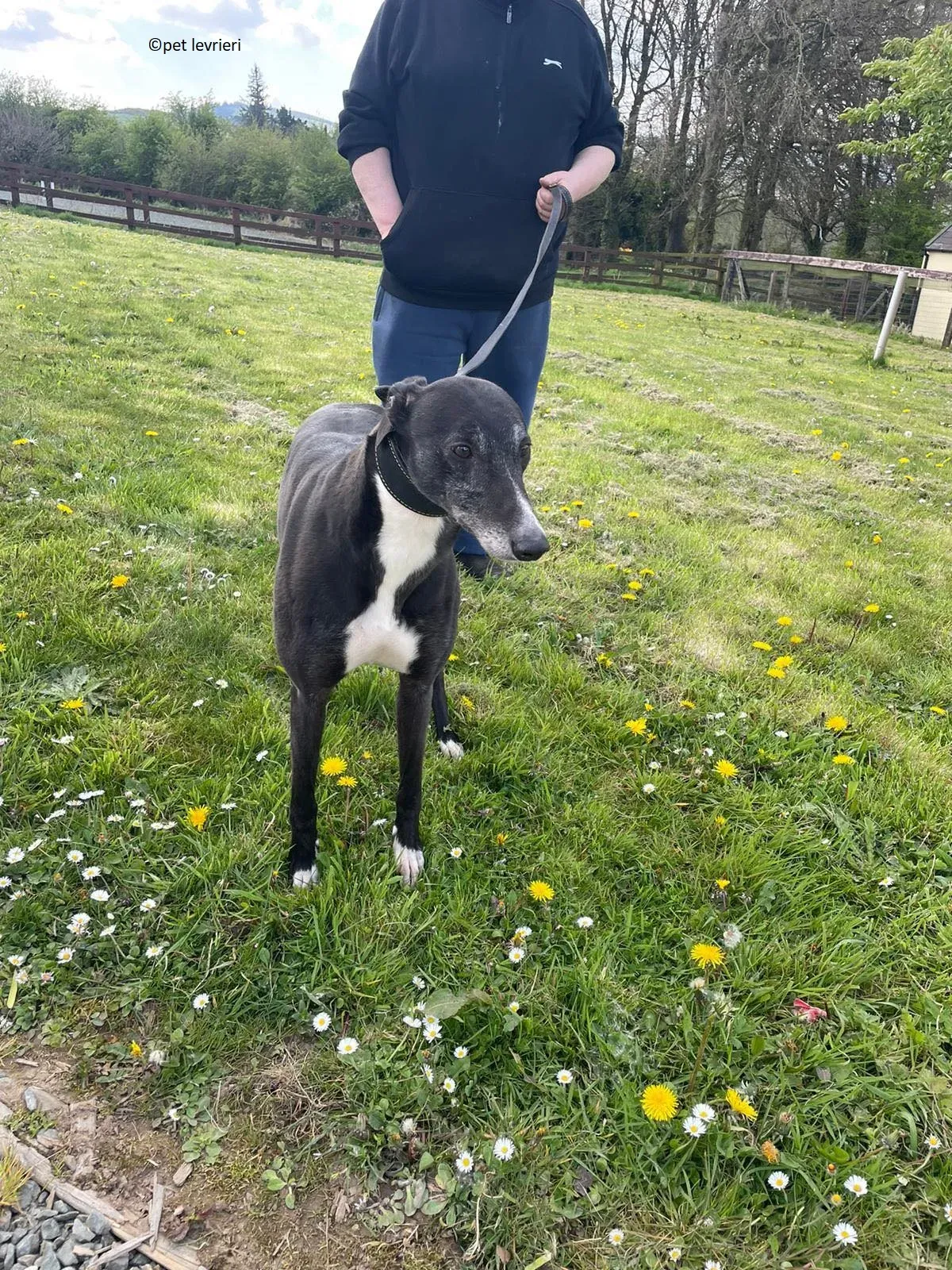 Lizzie adozione levriero greyhound17