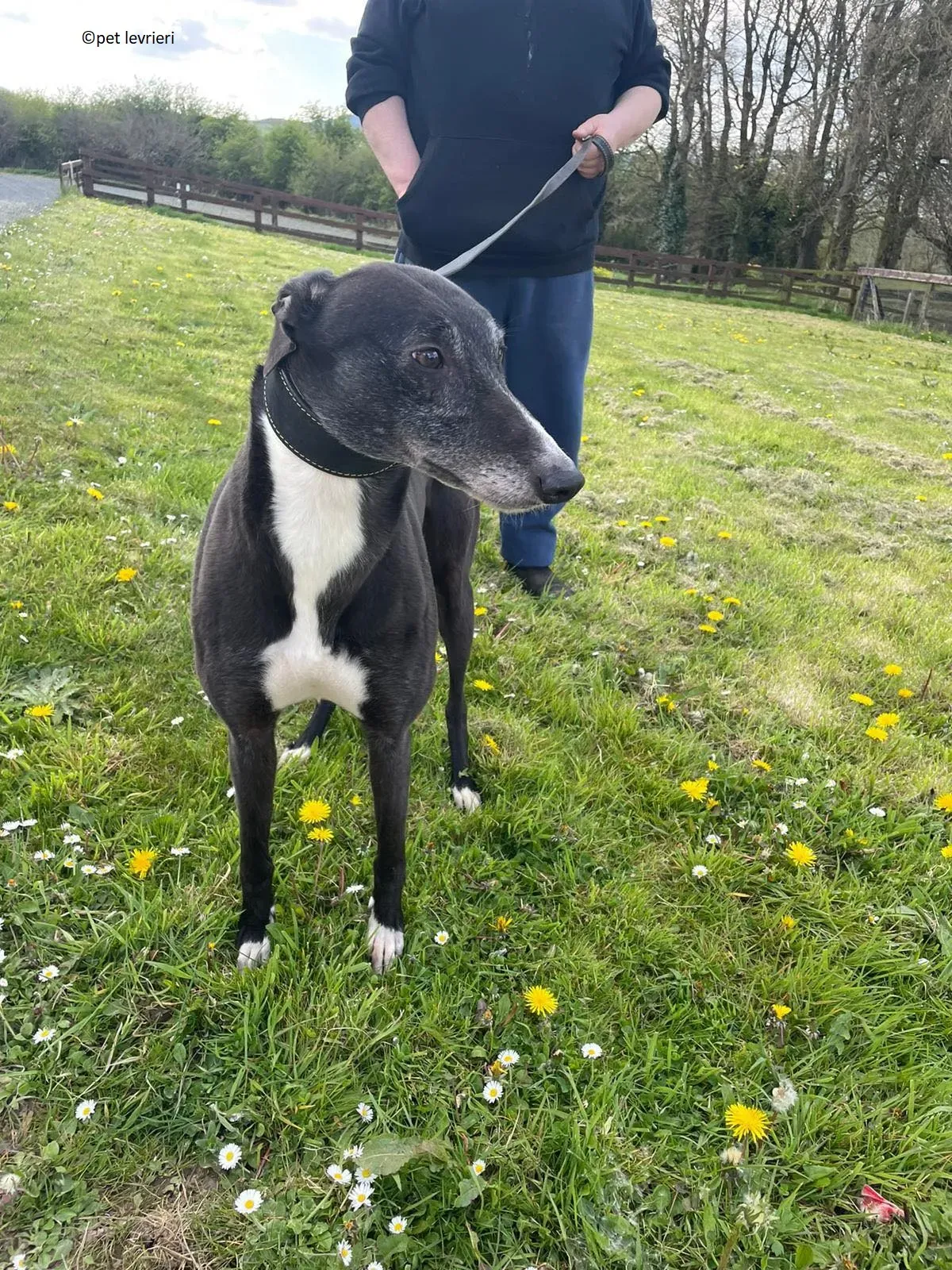 Lizzie adozione levriero greyhound18