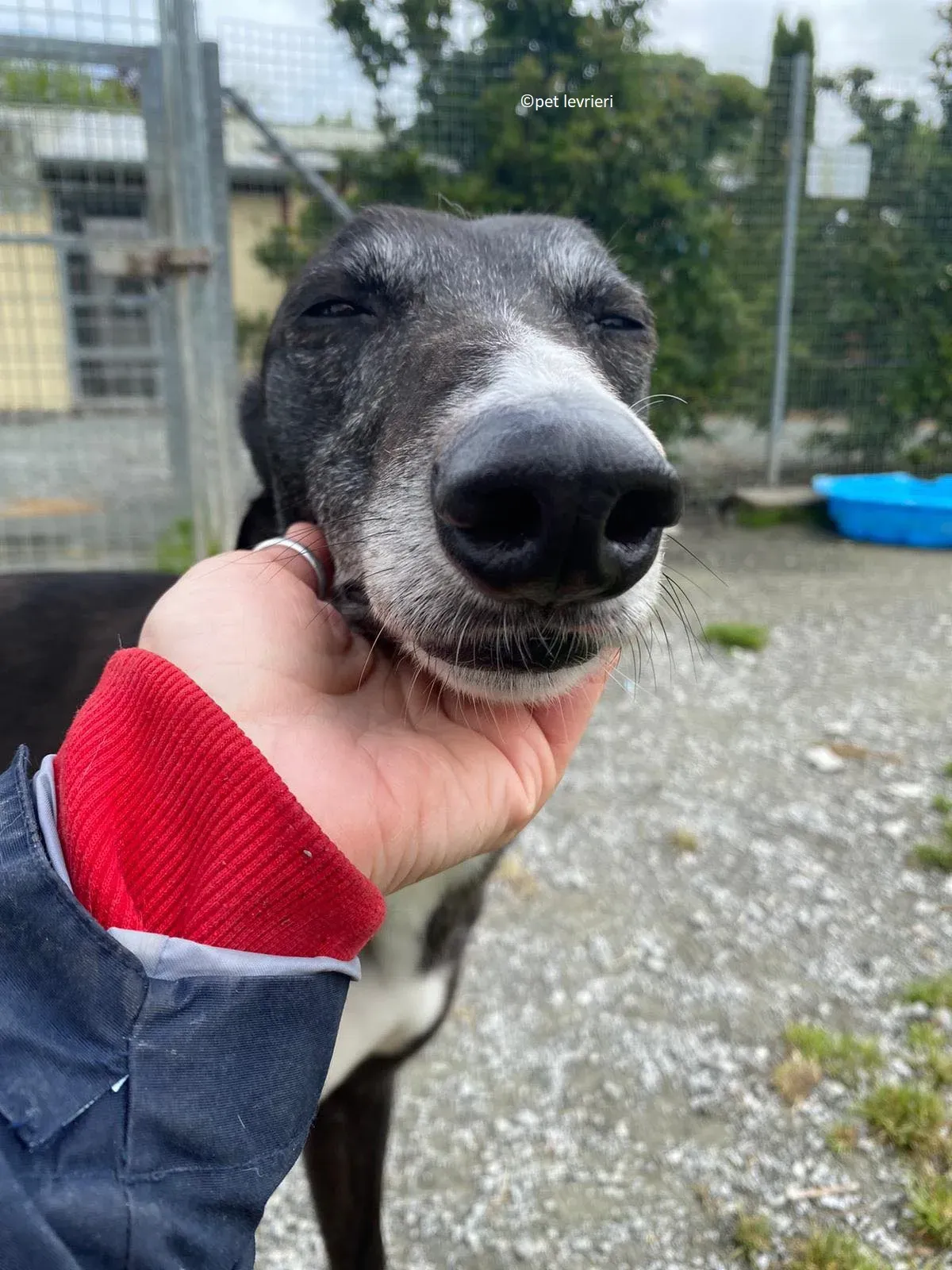 Lizzie adozione levriero greyhound2 1