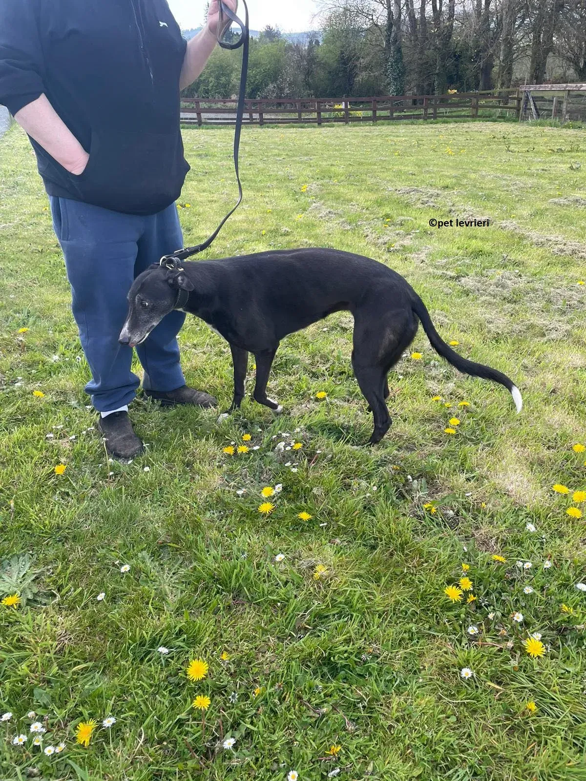 Lizzie adozione levriero greyhound2