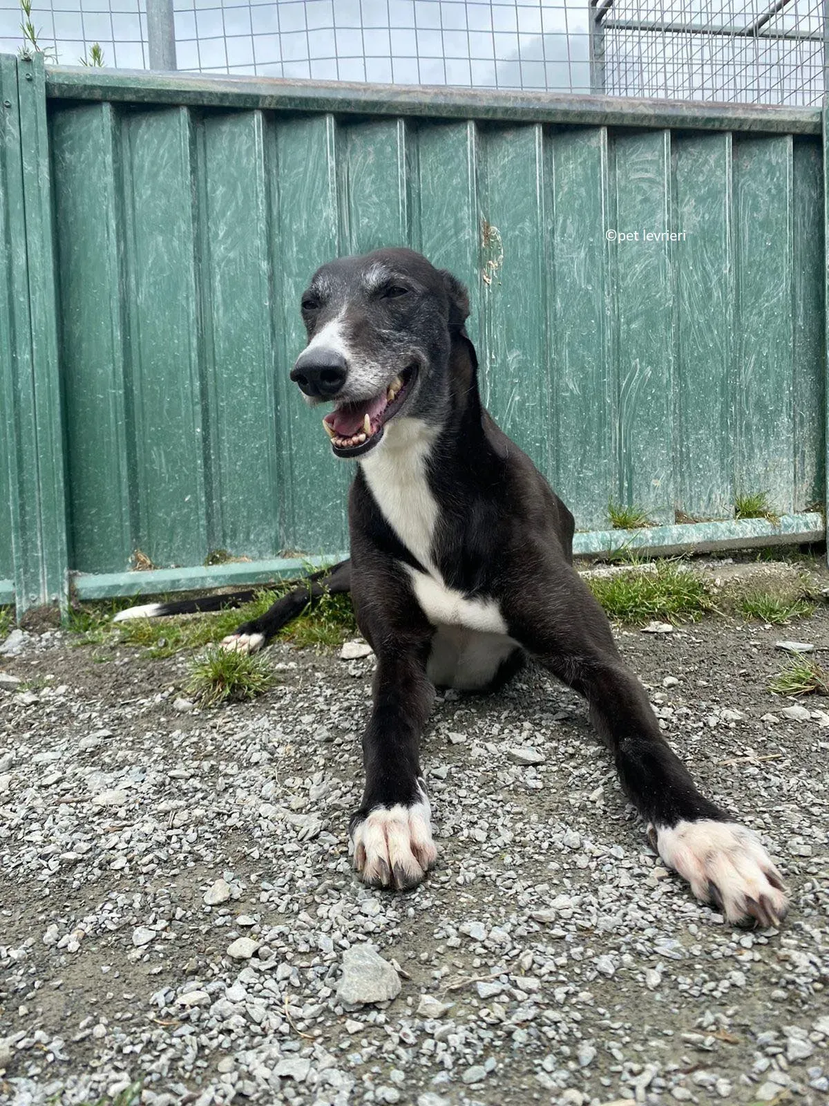 Lizzie adozione levriero greyhound3 1