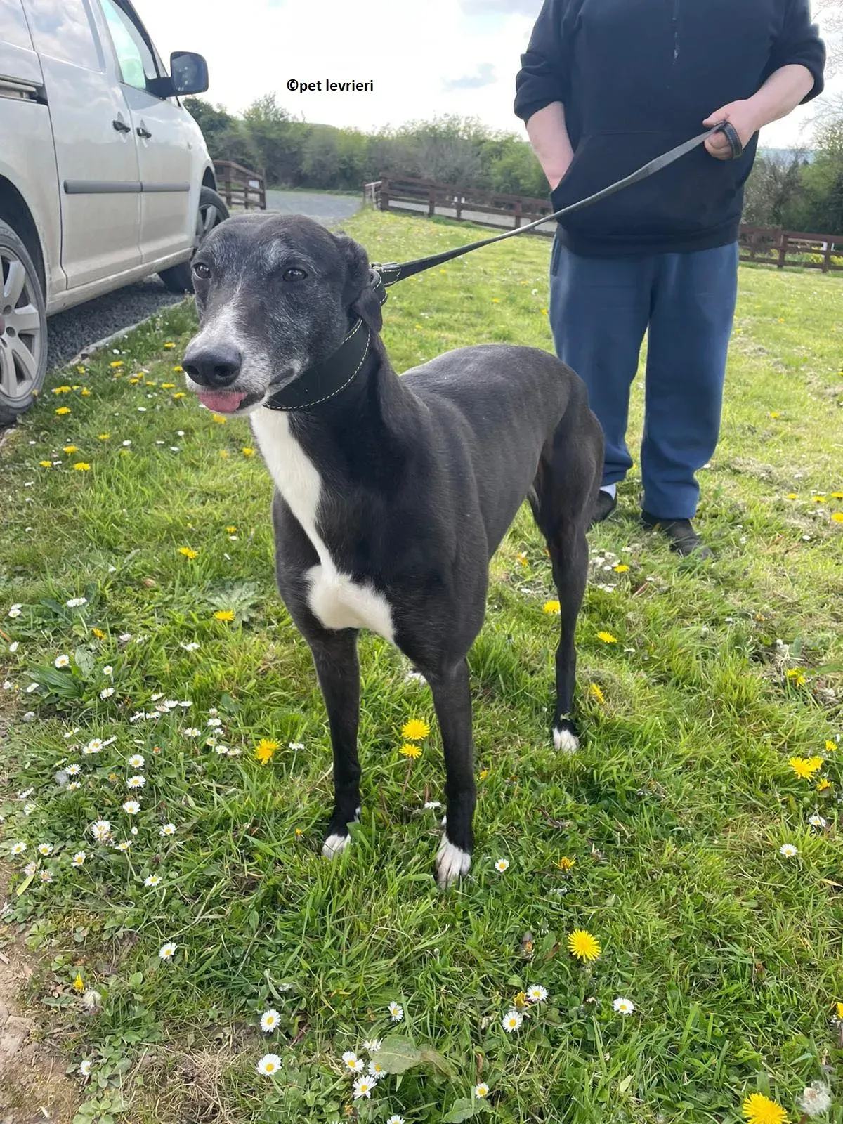 Lizzie adozione levriero greyhound3