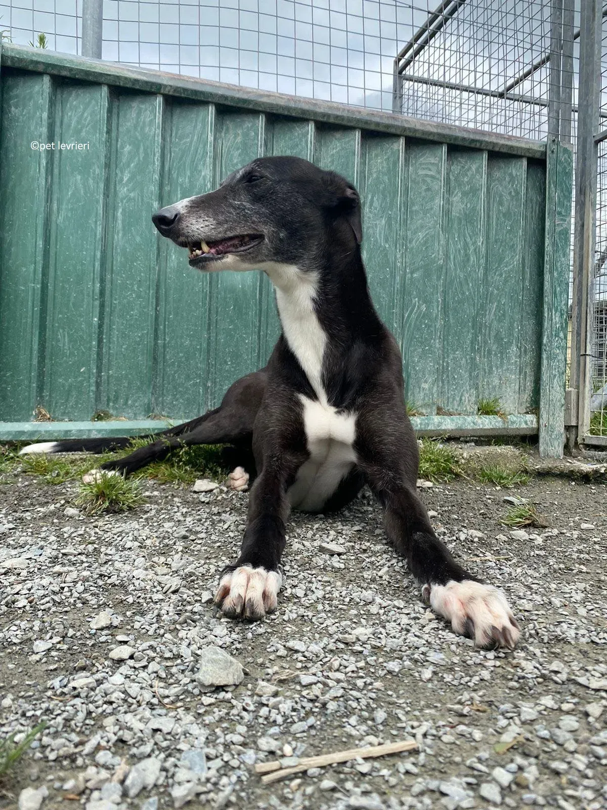 Lizzie adozione levriero greyhound4 1