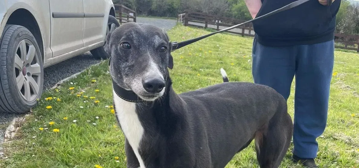 Lizzie adozione levriero greyhound4 e1651680871454