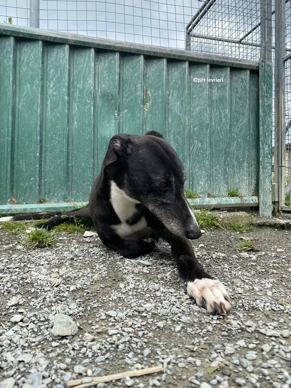 Lizzie adozione levriero greyhound5 1