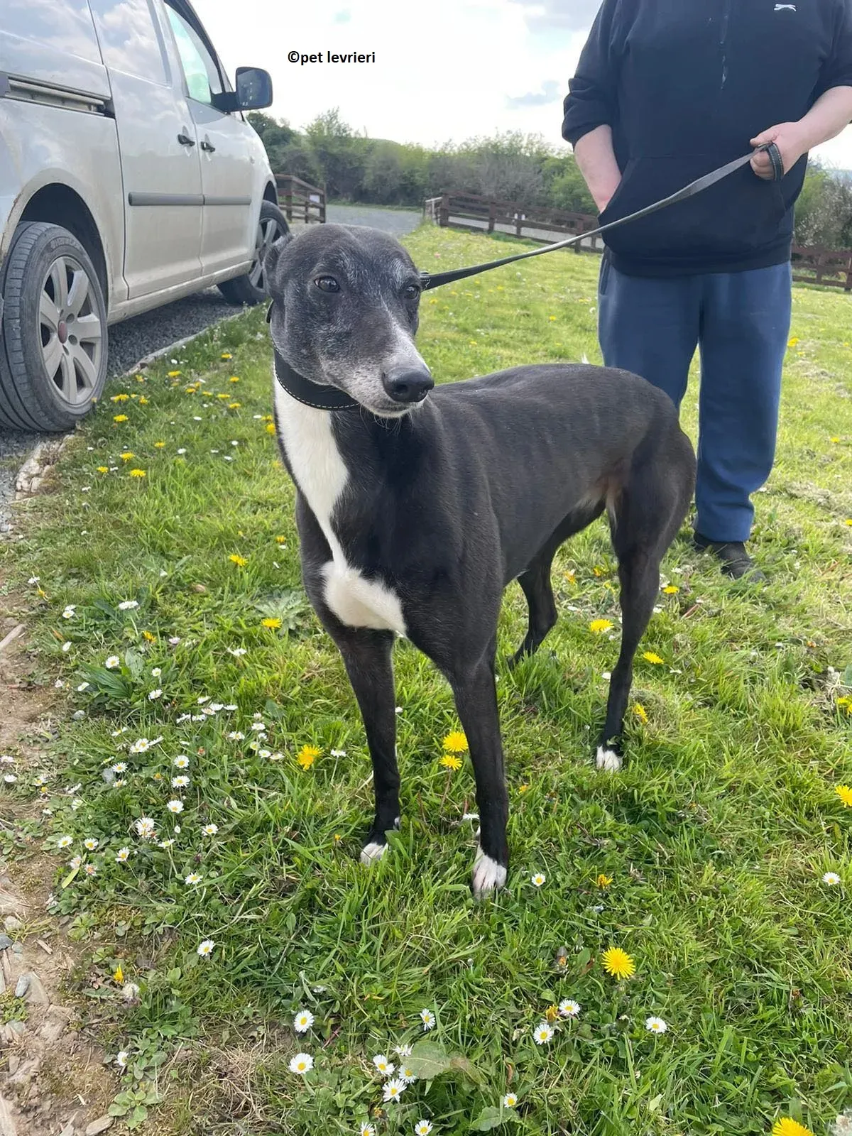 Lizzie adozione levriero greyhound5