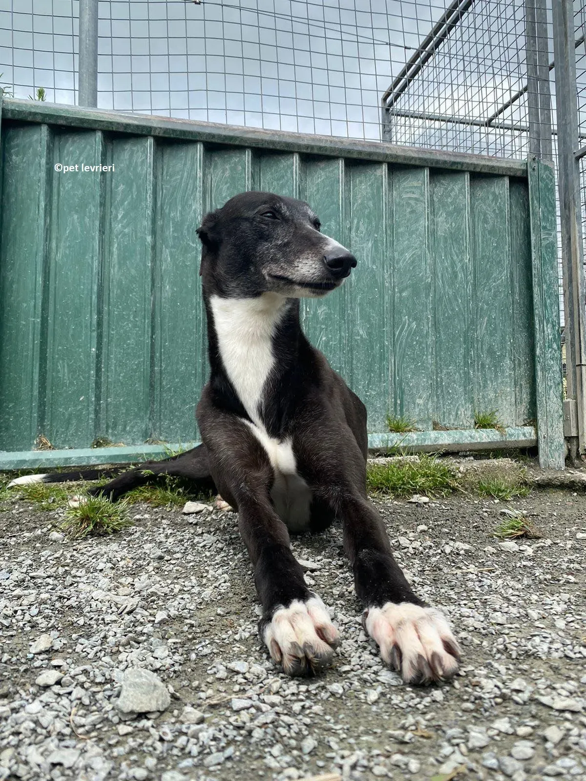 Lizzie adozione levriero greyhound6 1