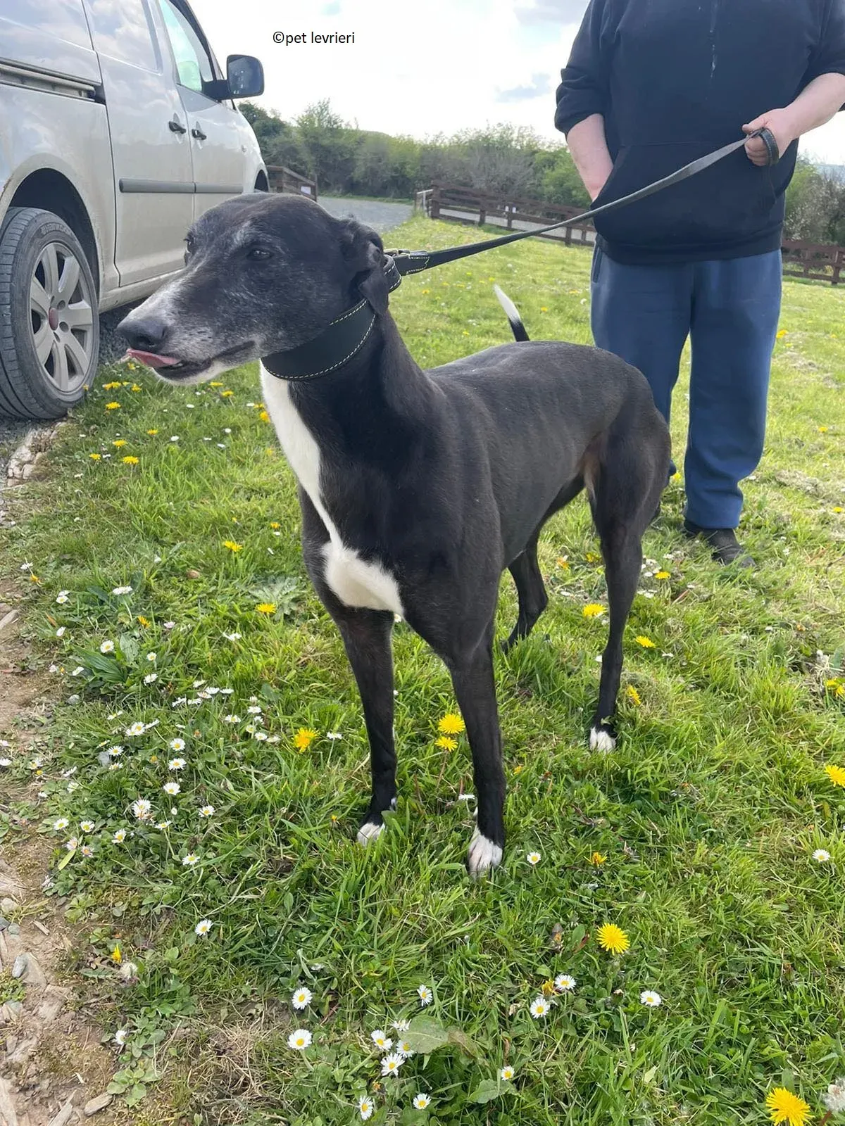 Lizzie adozione levriero greyhound6