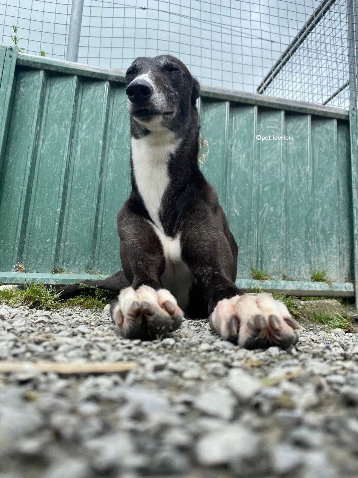 Lizzie adozione levriero greyhound7 1