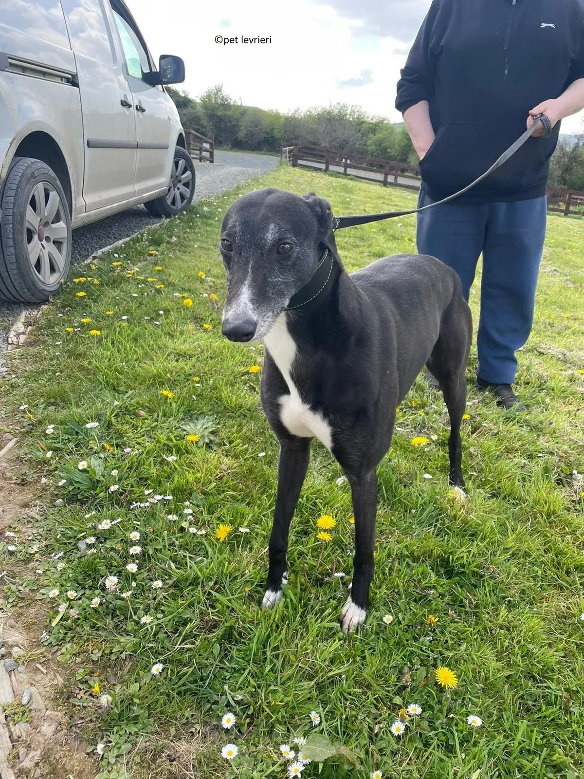 Lizzie adozione levriero greyhound7