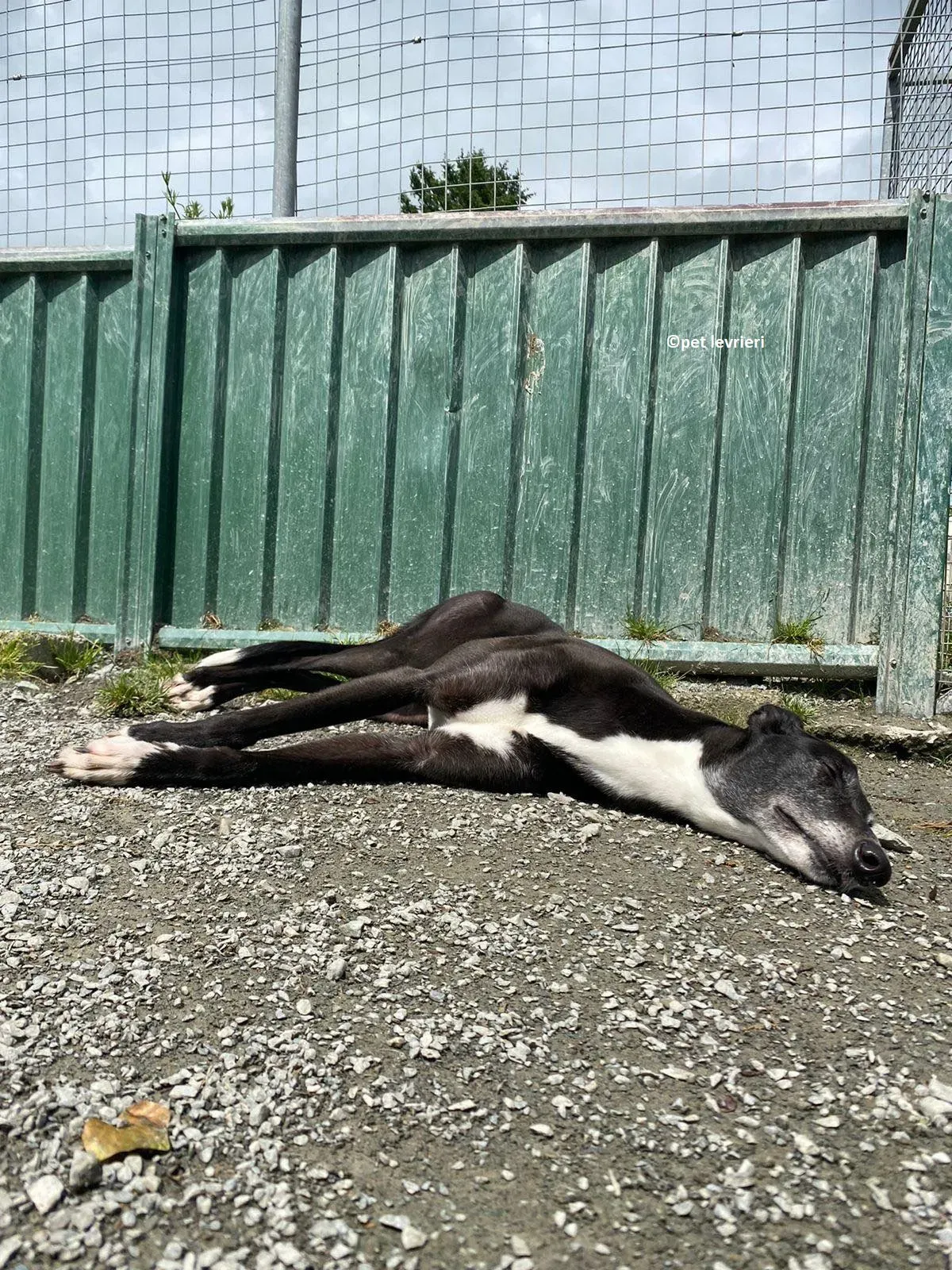 Lizzie adozione levriero greyhound8 1