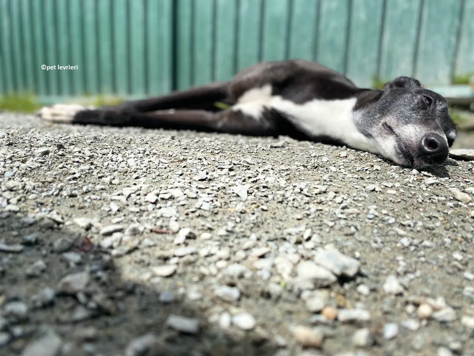 Lizzie adozione levriero greyhound9 1