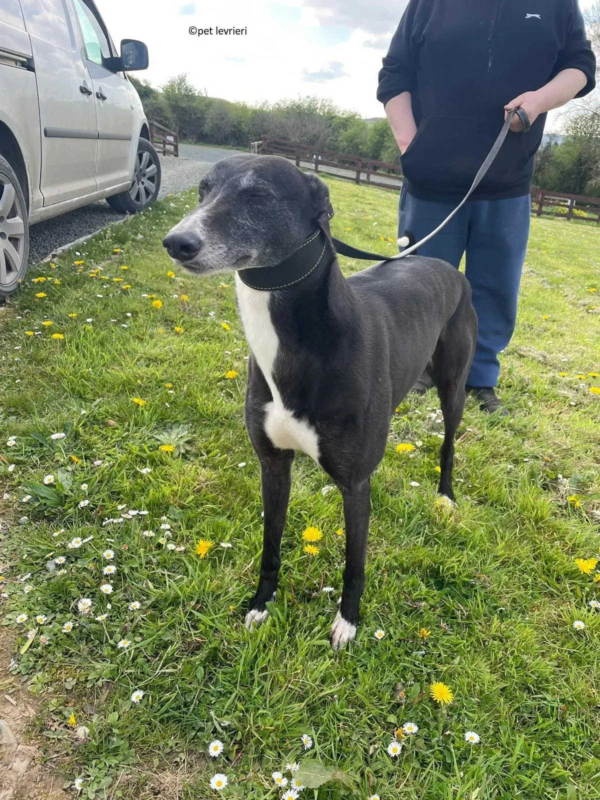 Lizzie adozione levriero greyhound9