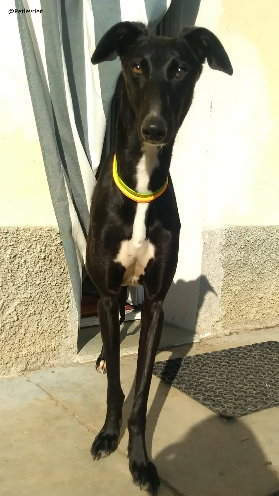 Lluvia Galgo Adozione Levrieri Foster 1