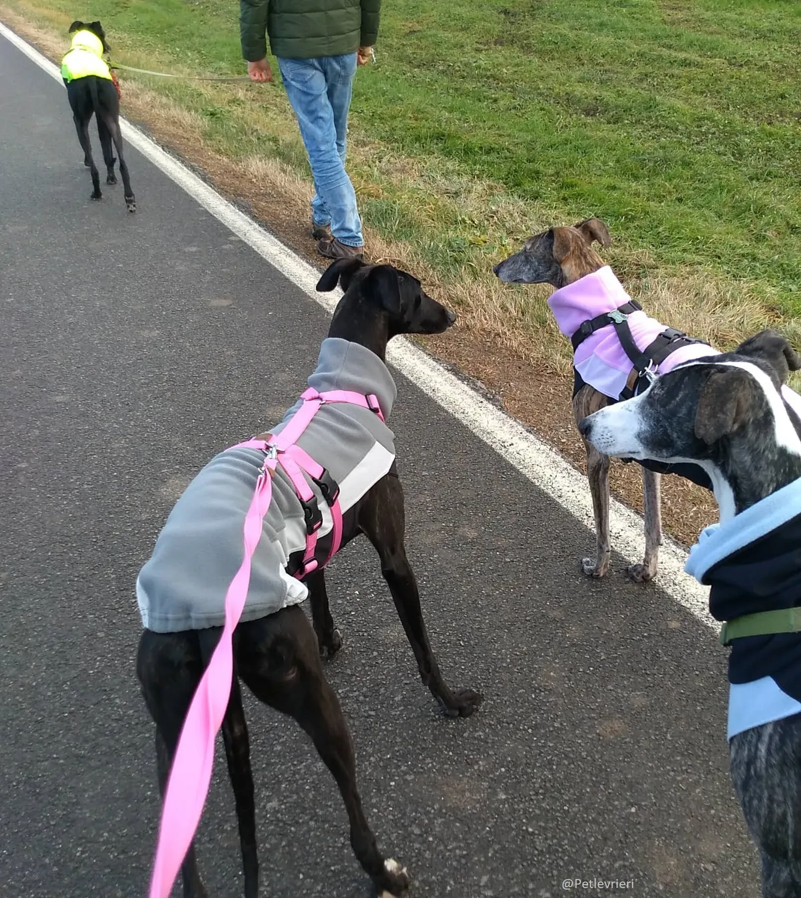 Lluvia Galgo Adozione Levrieri Foster 10