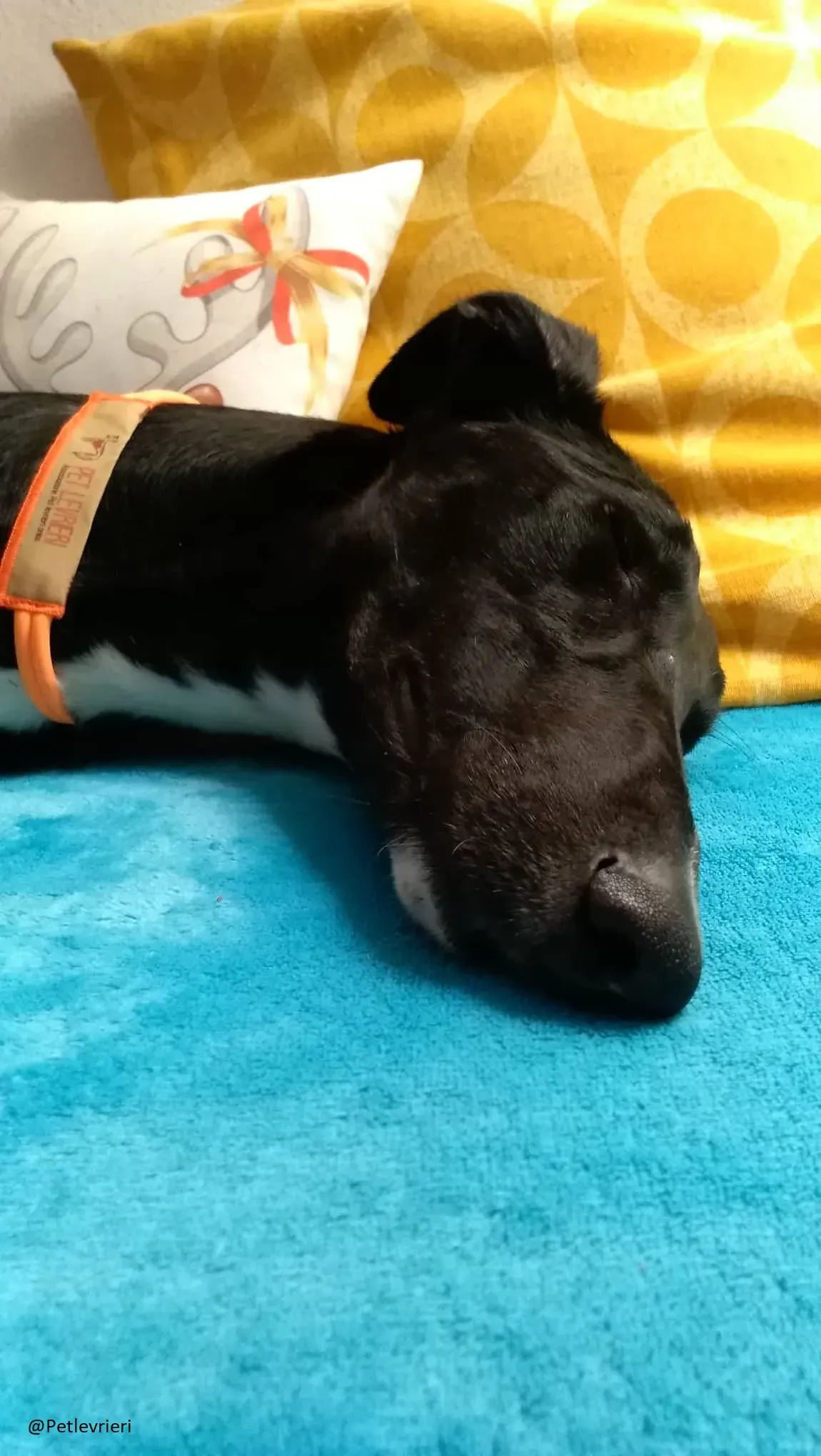 Lluvia Galgo Adozione Levrieri Foster 11