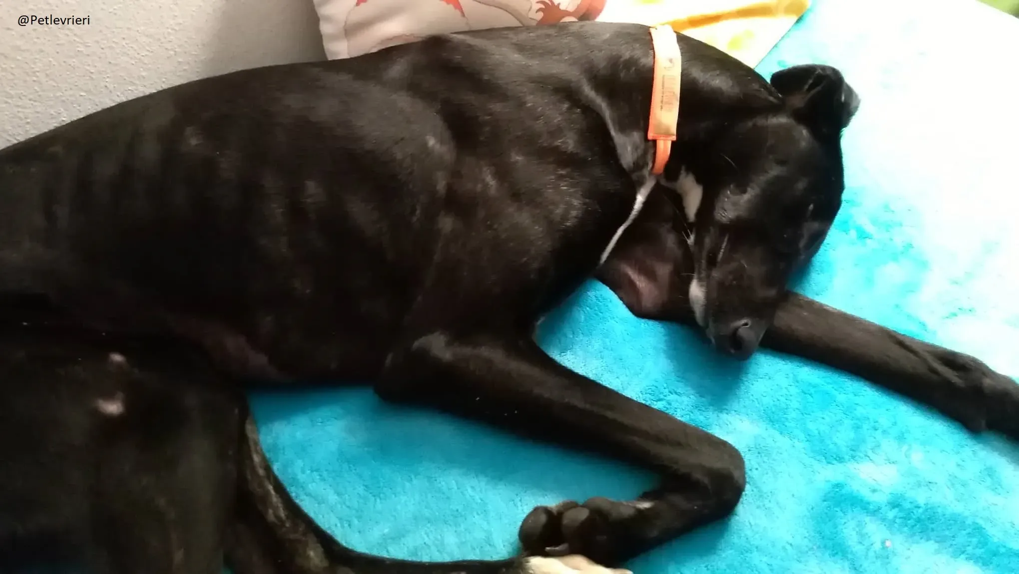 Lluvia Galgo Adozione Levrieri Foster 12