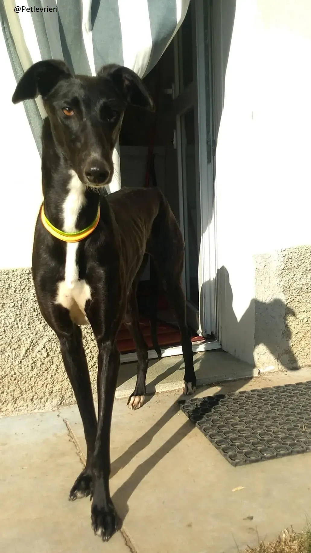 Lluvia Galgo Adozione Levrieri Foster 2