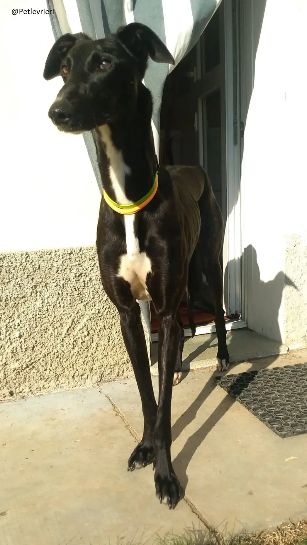 Lluvia Galgo Adozione Levrieri Foster 3
