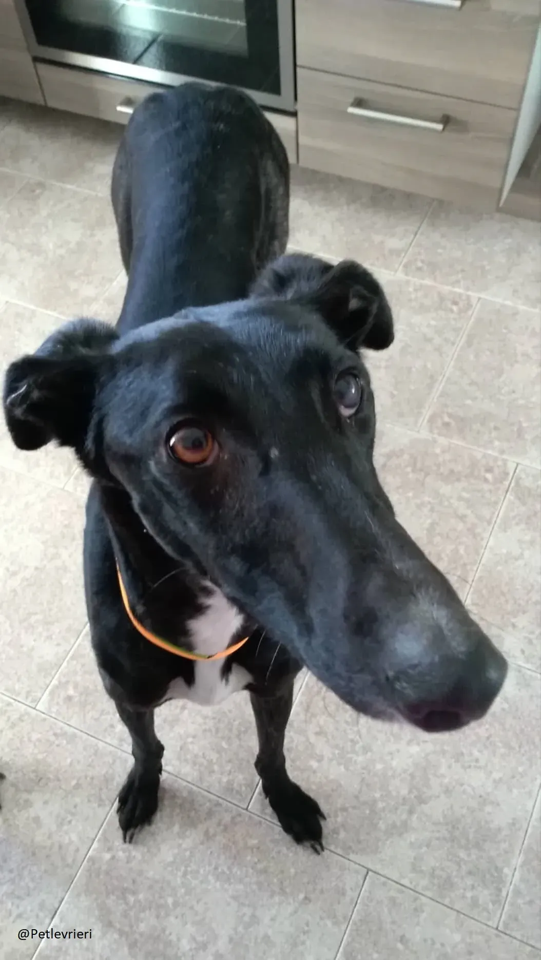 Lluvia Galgo Adozione Levrieri Foster 4