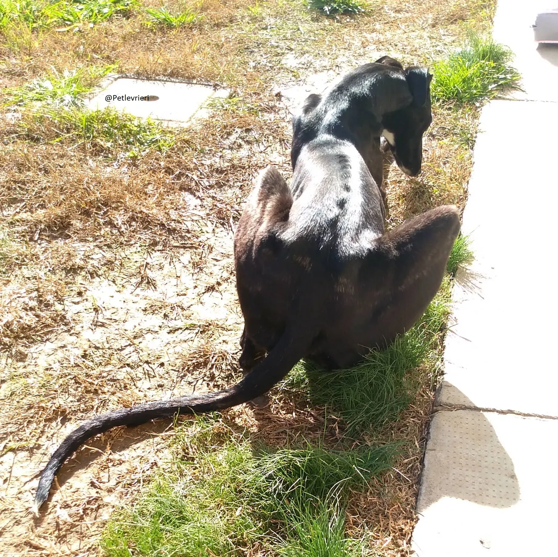 Lluvia Galgo Adozione Levrieri Foster 5