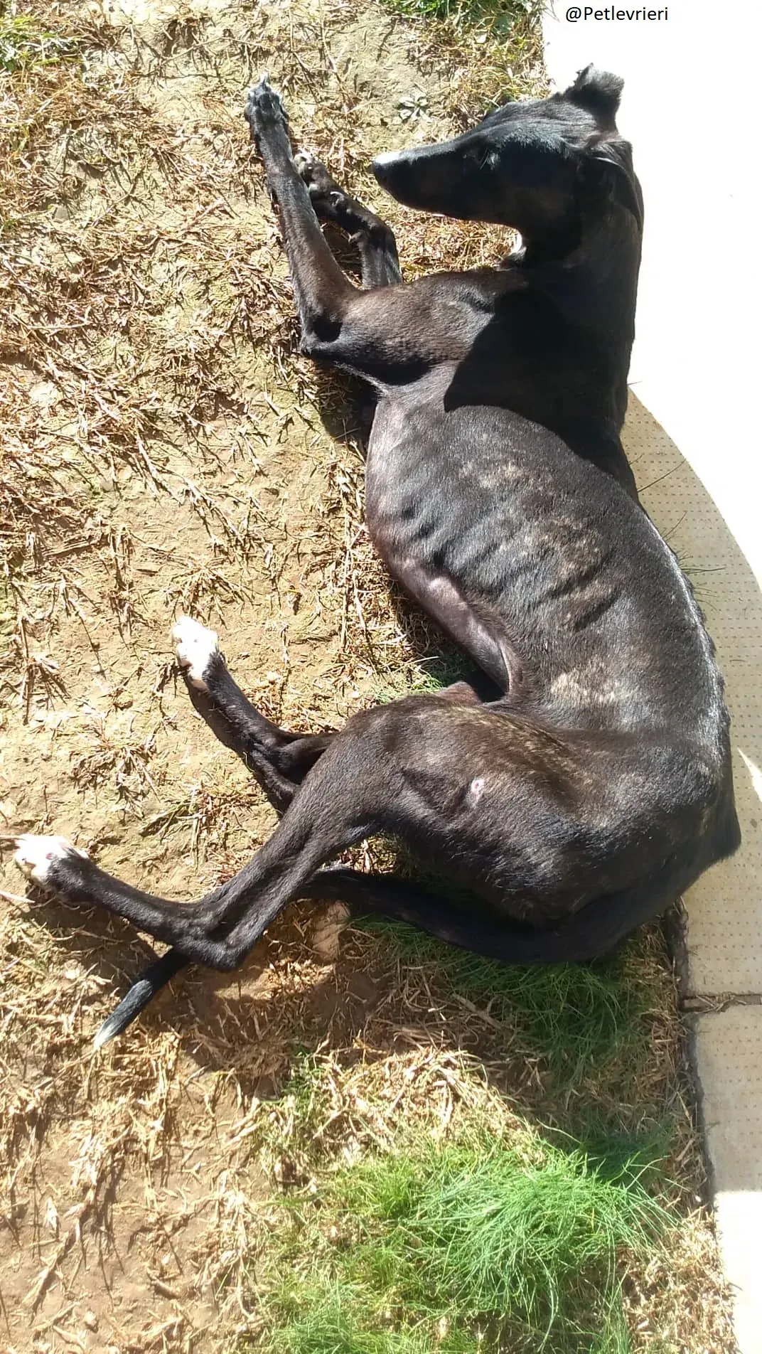 Lluvia Galgo Adozione Levrieri Foster 6