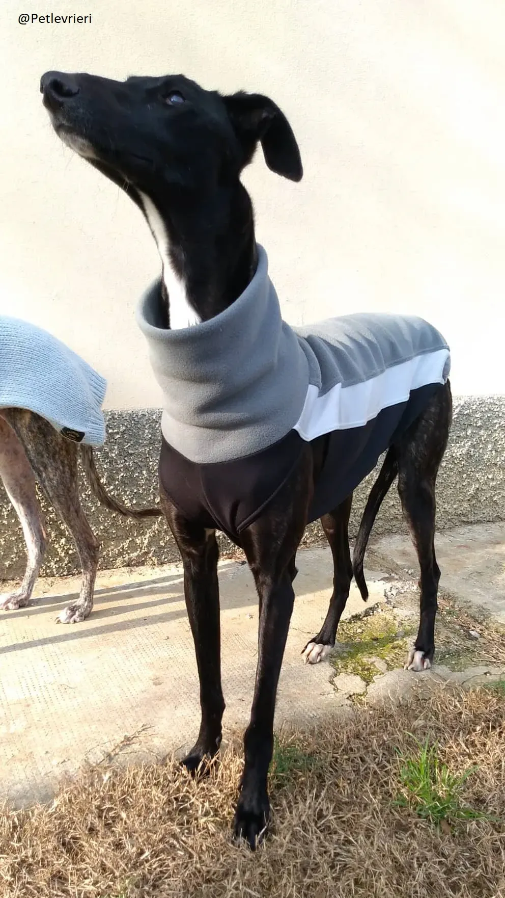 Lluvia Galgo Adozione Levrieri Foster 7