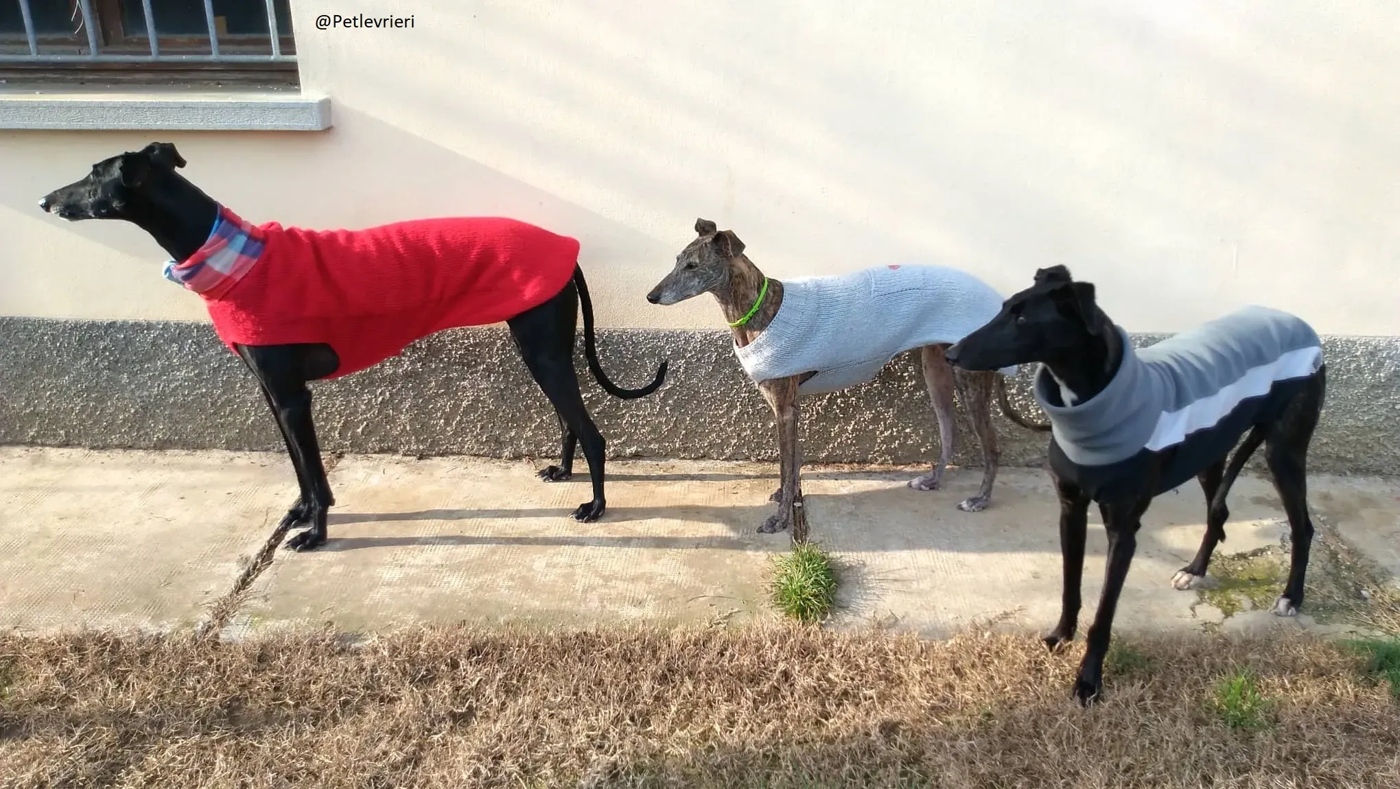 Lluvia Galgo Adozione Levrieri Foster 8
