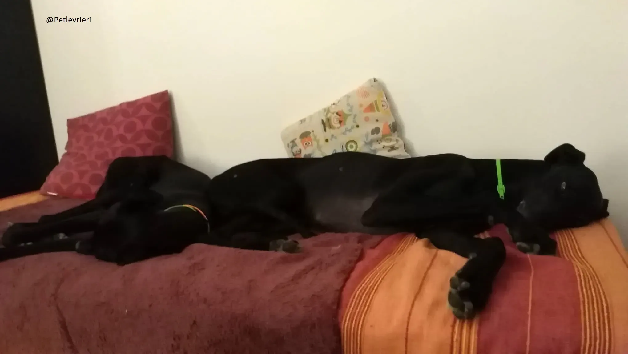 Lluvia Galgo Adozione Levrieri Foster 9