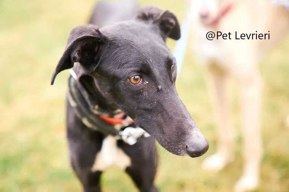 Lluvia Pet levrieri adozione levrieri galgo 12