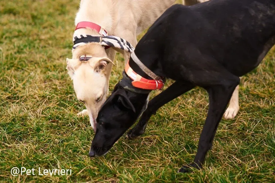 Lluvia Pet levrieri adozione levrieri galgo 14