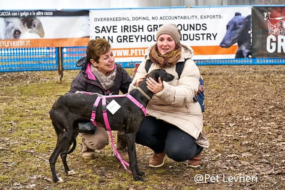 Lluvia Pet levrieri adozione levrieri galgo 15