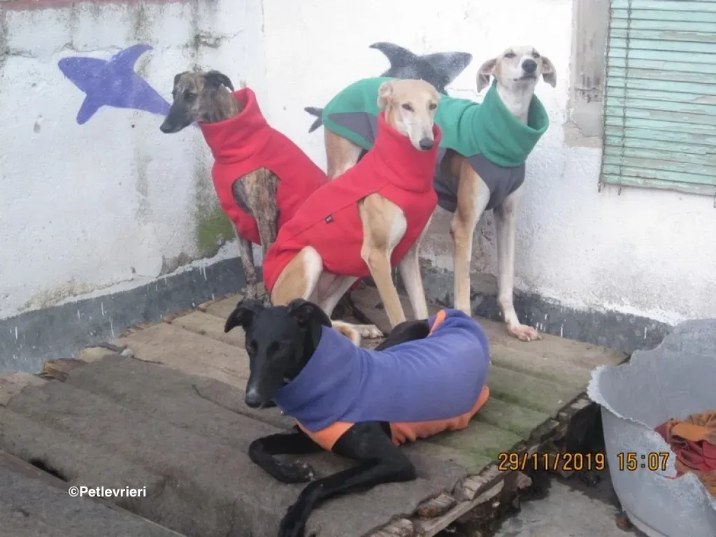 Lluvia adozione levrieri galgo 01