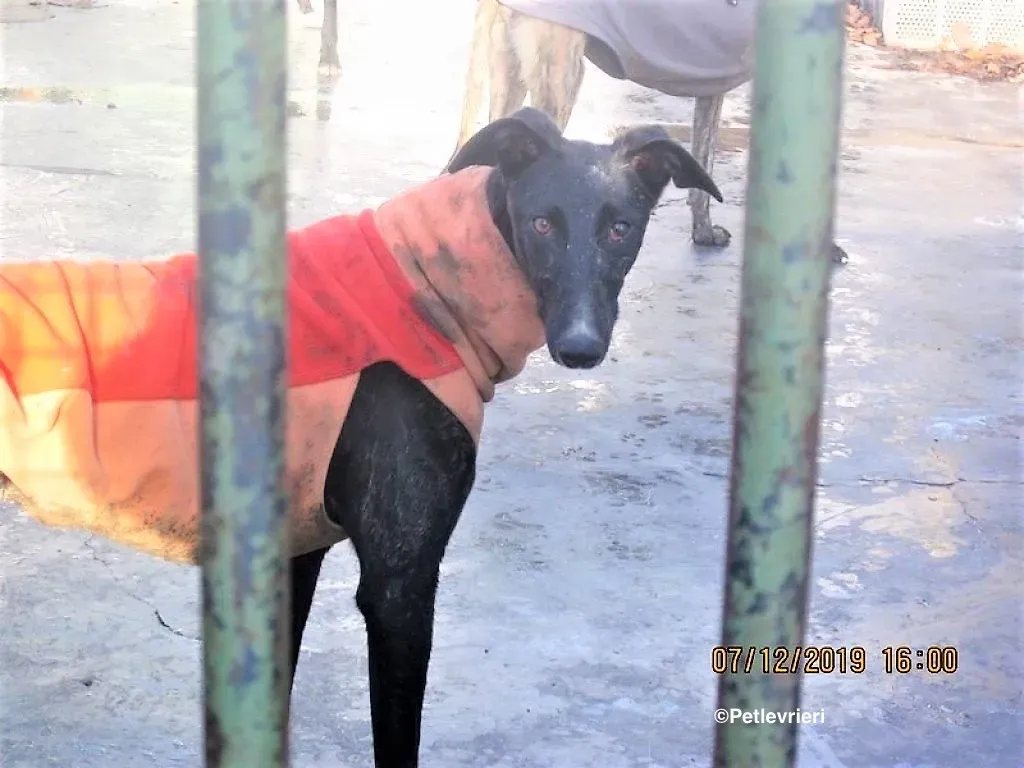 Lluvia adozione levrieri galgo 02