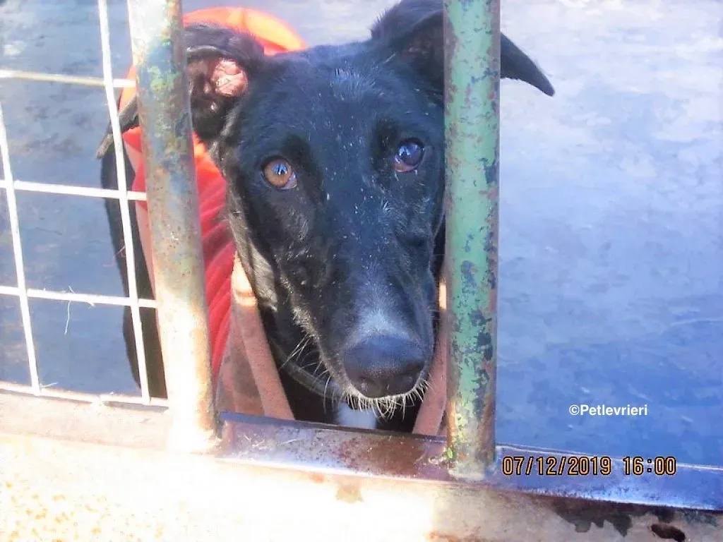 Lluvia adozione levrieri galgo 03