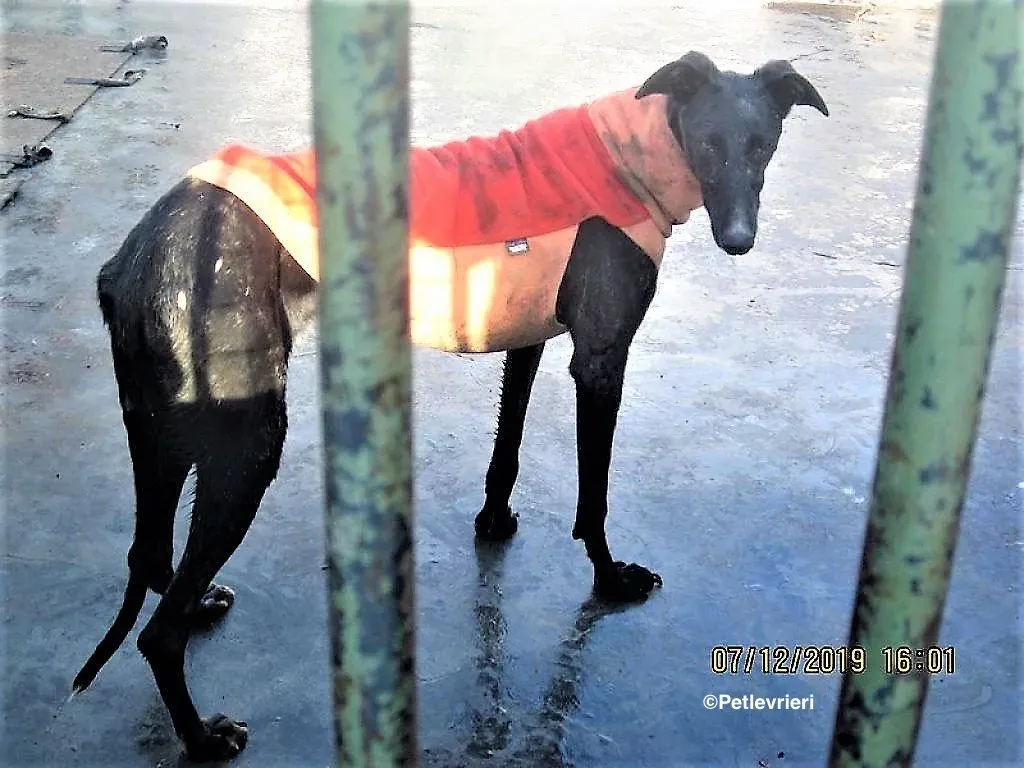 Lluvia adozione levrieri galgo 04