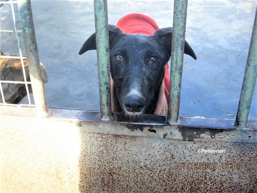 Lluvia adozione levrieri galgo 05