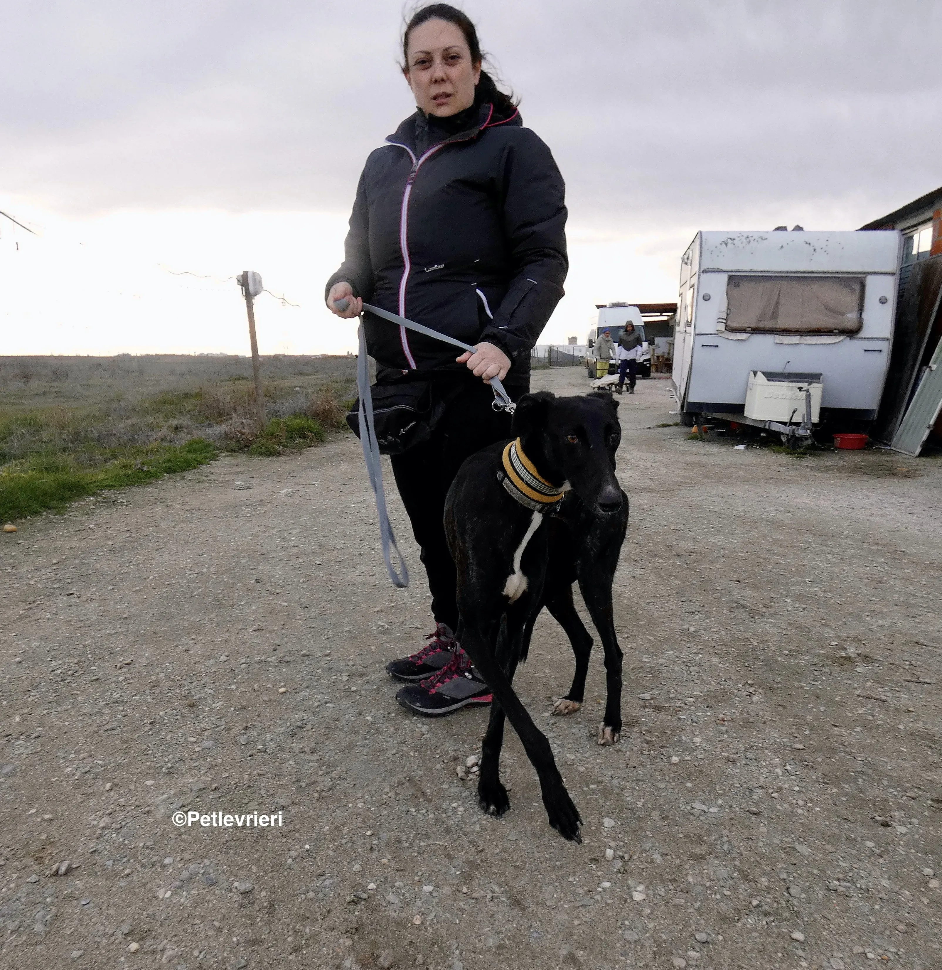 Lluvia adozione levrieri galgo 1