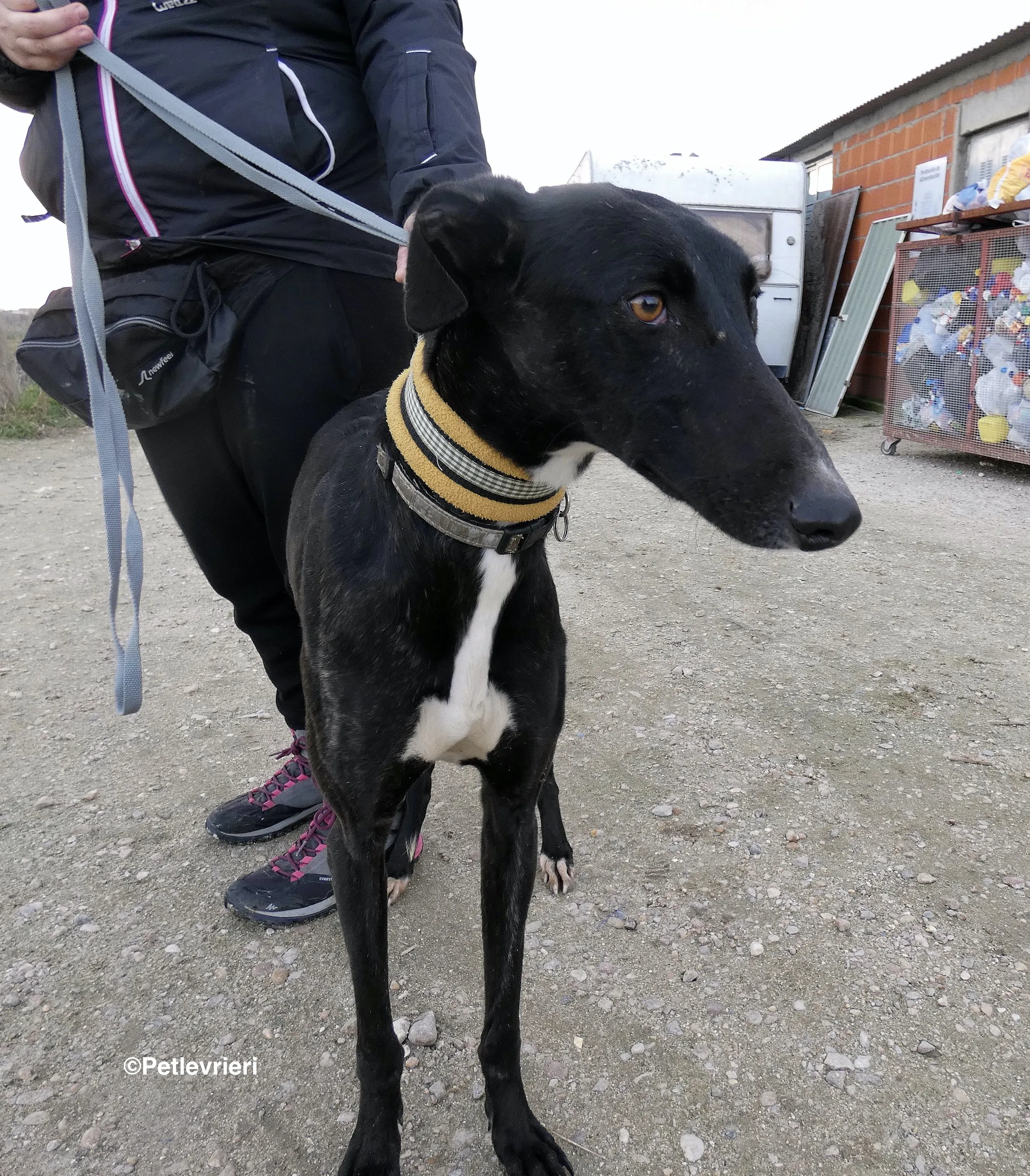 Lluvia adozione levrieri galgo 2