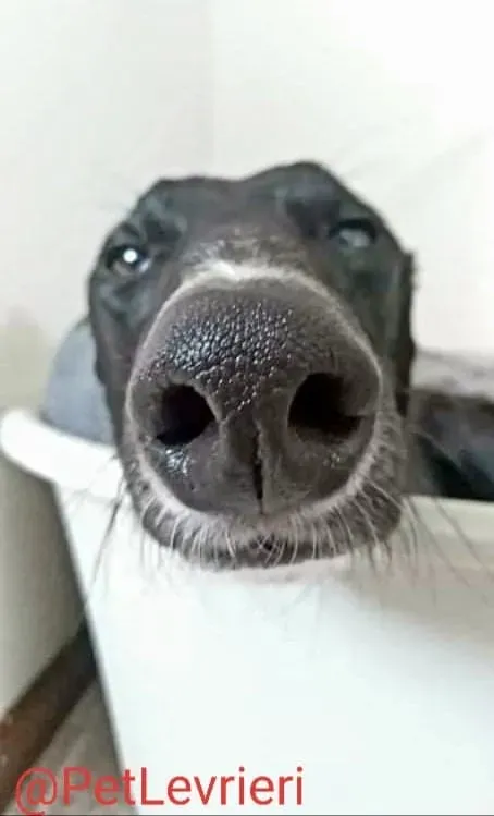 Lluvia adozione levrieri galgo 20