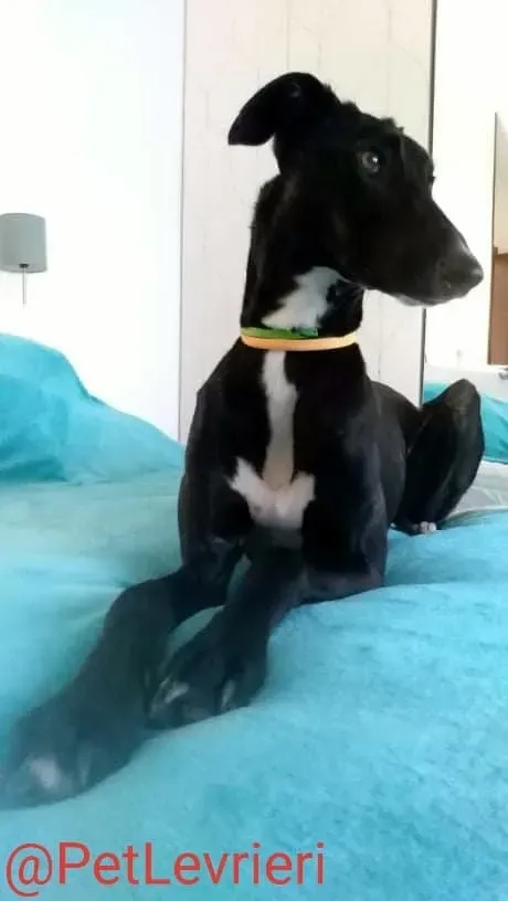 Lluvia adozione levrieri galgo 21