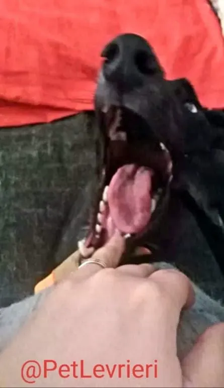 Lluvia adozione levrieri galgo 22