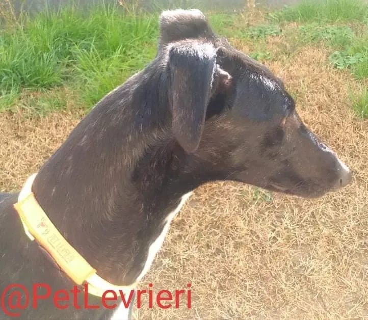 Lluvia adozione levrieri galgo 23